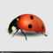 Blank Ladybug Template | Vector Close Up Realistic Ladybug With Blank Ladybug Template