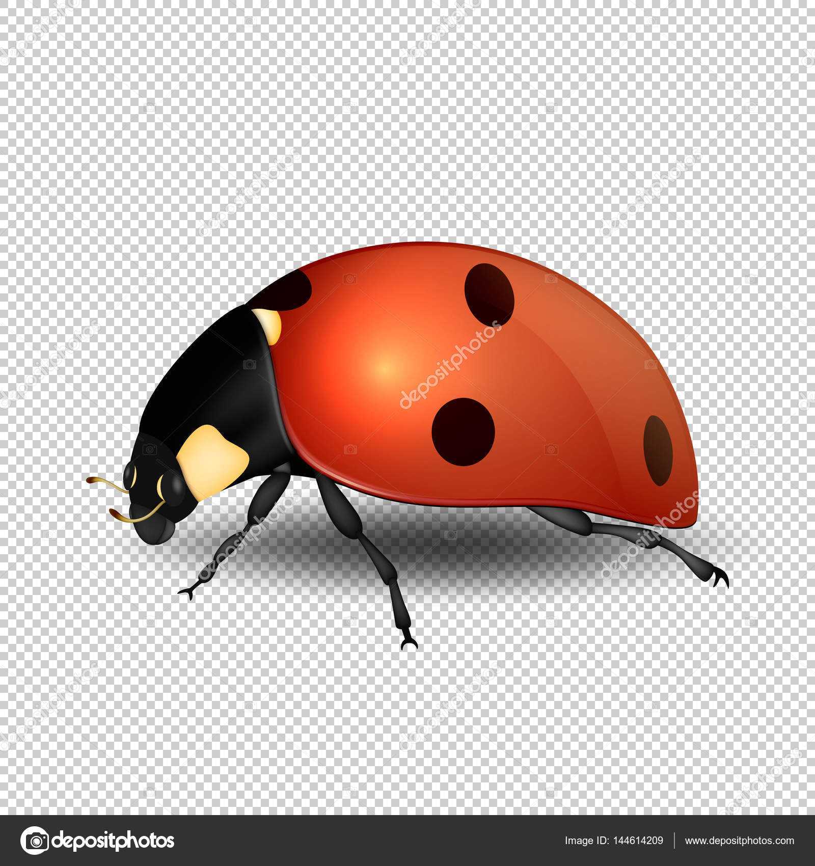 Blank Ladybug Template | Vector Close Up Realistic Ladybug With Blank Ladybug Template